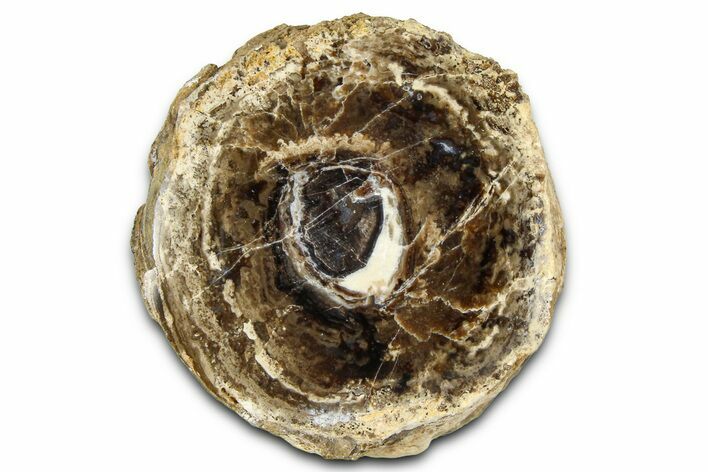 Polished Fossil Stromatolite Colony on Petrified Wood - Utah #365904